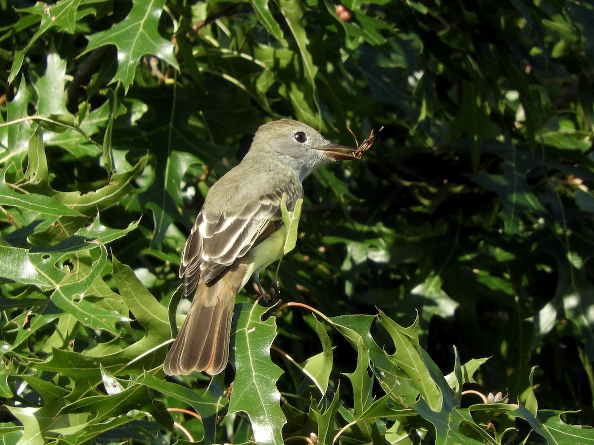 Great Crested Flycatcher - Paul Suchanek