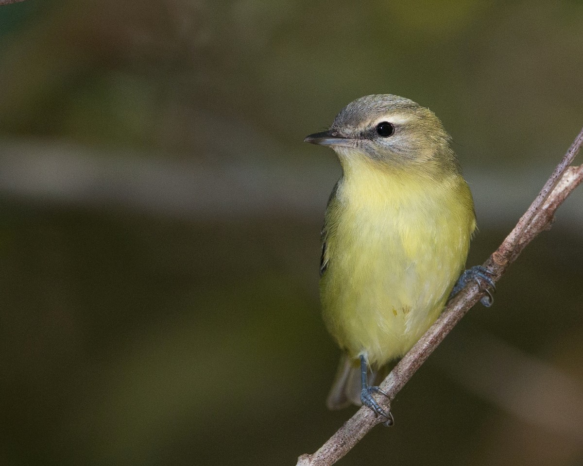 Philadelphia Vireo - Brian Smith