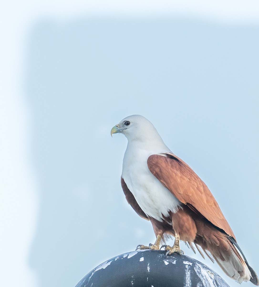 Brahminy Kite - ML179383581