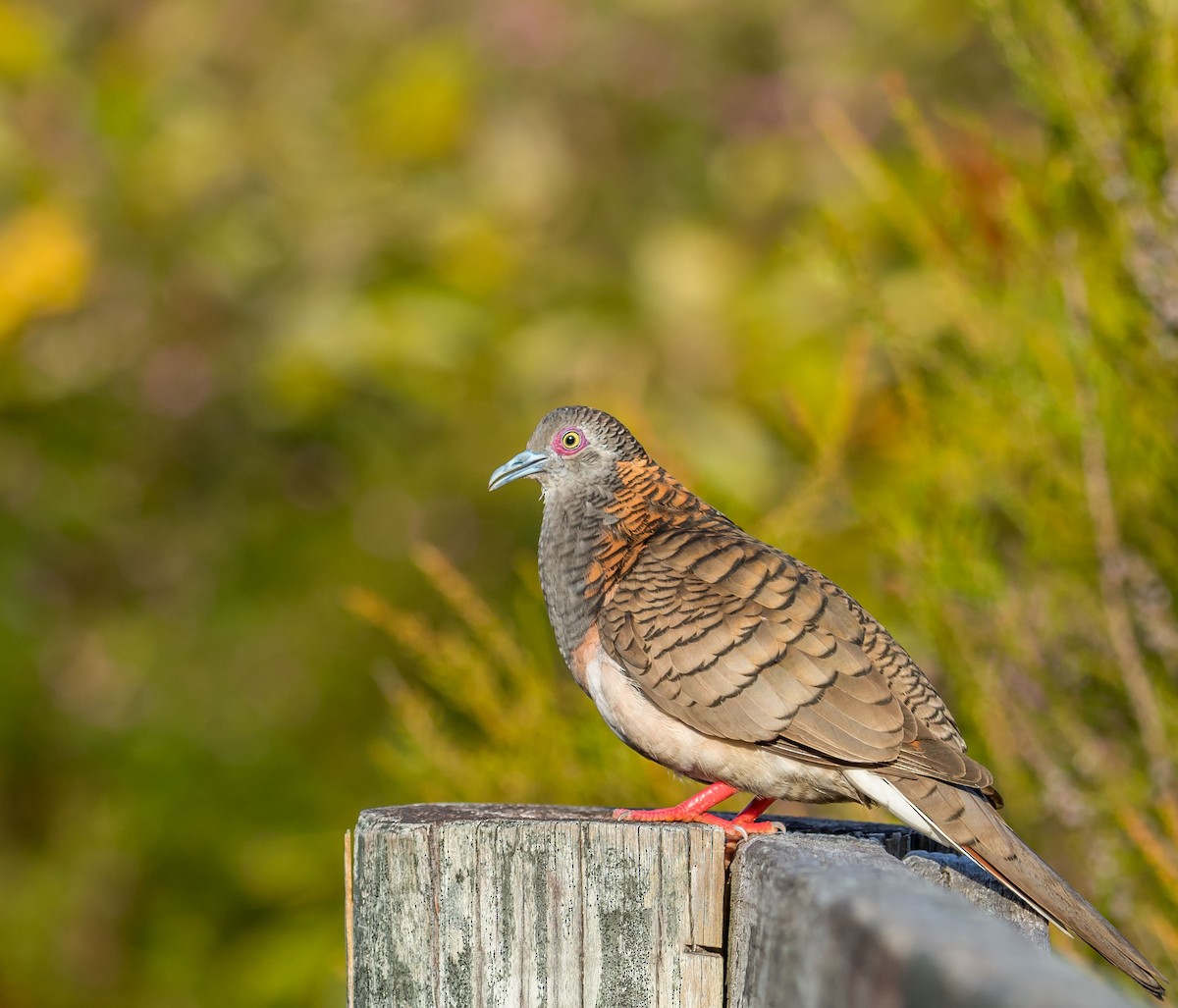 Bar-shouldered Dove - Louise Summerhayes