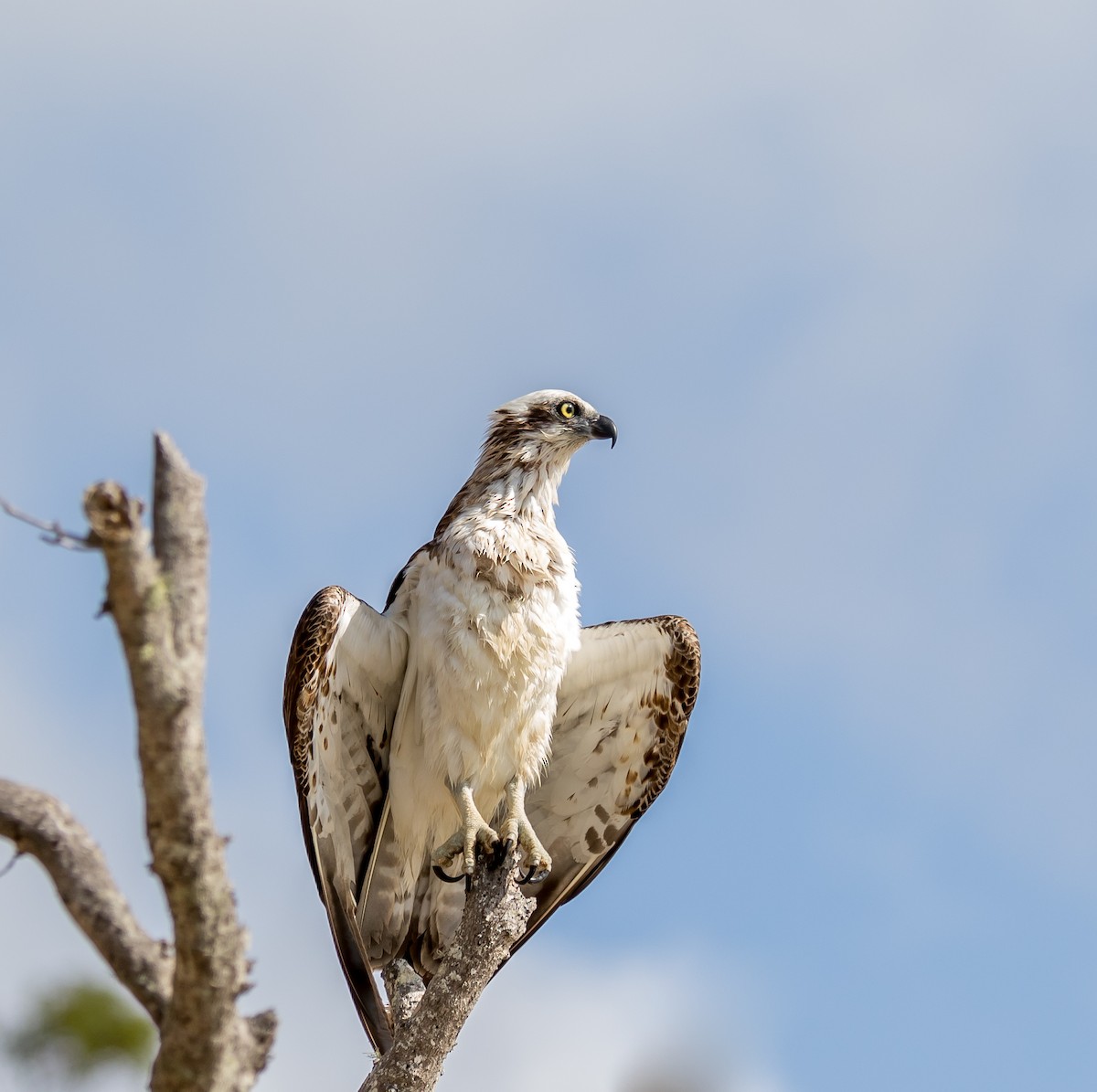 Osprey - ML179383831