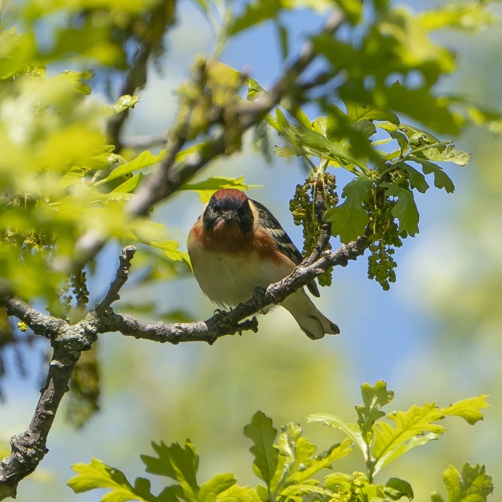 Bay-breasted Warbler - ML179384861