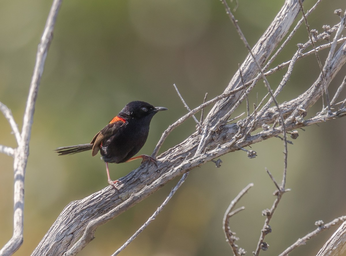 Red-backed Fairywren - ML179385211