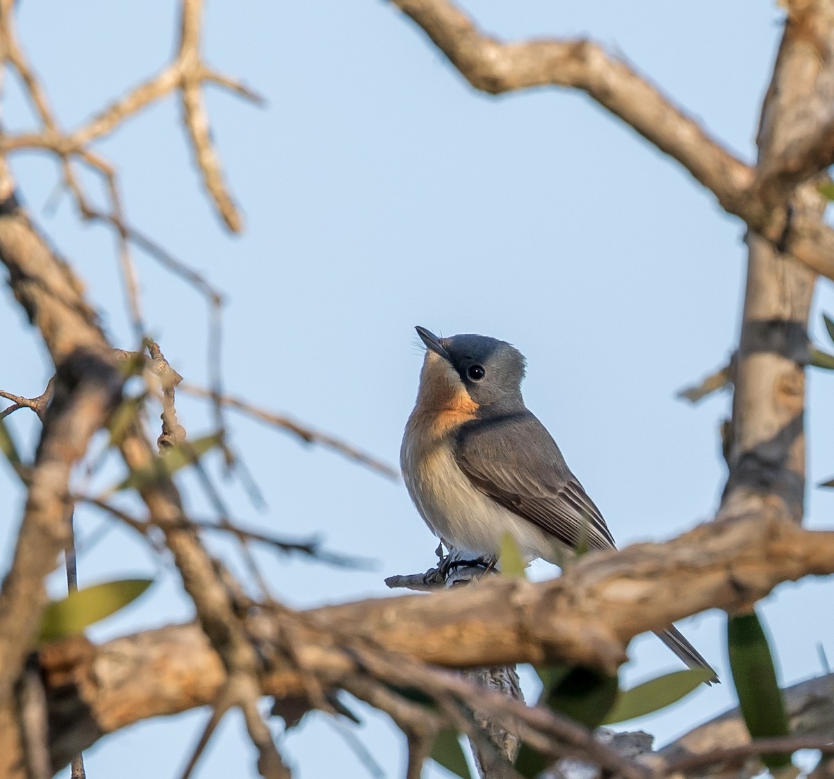 Leaden Flycatcher - Louise Summerhayes