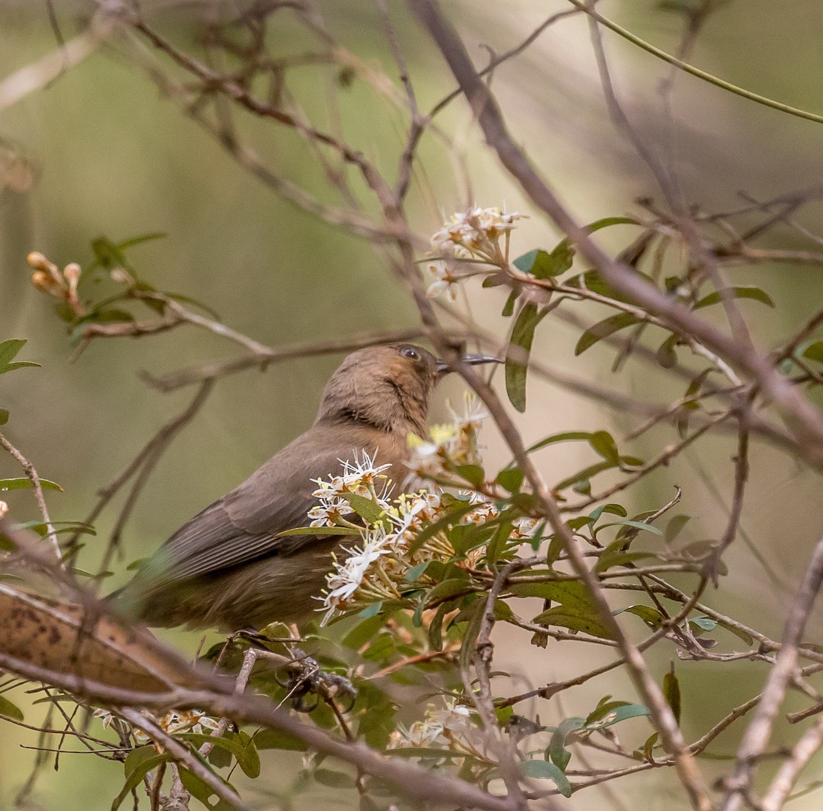 Dusky Myzomela - ML179385761