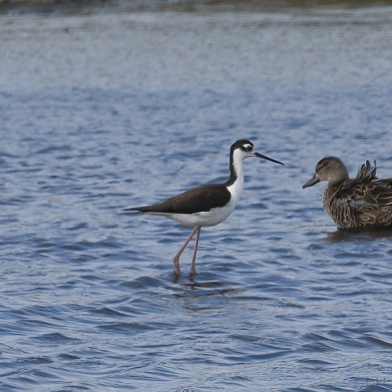 Black-necked Stilt - ML179386061