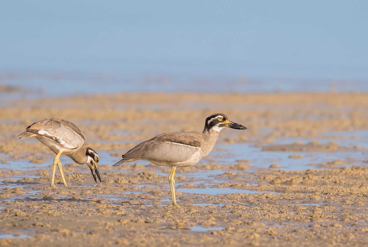 Beach Thick-knee - Louise Summerhayes