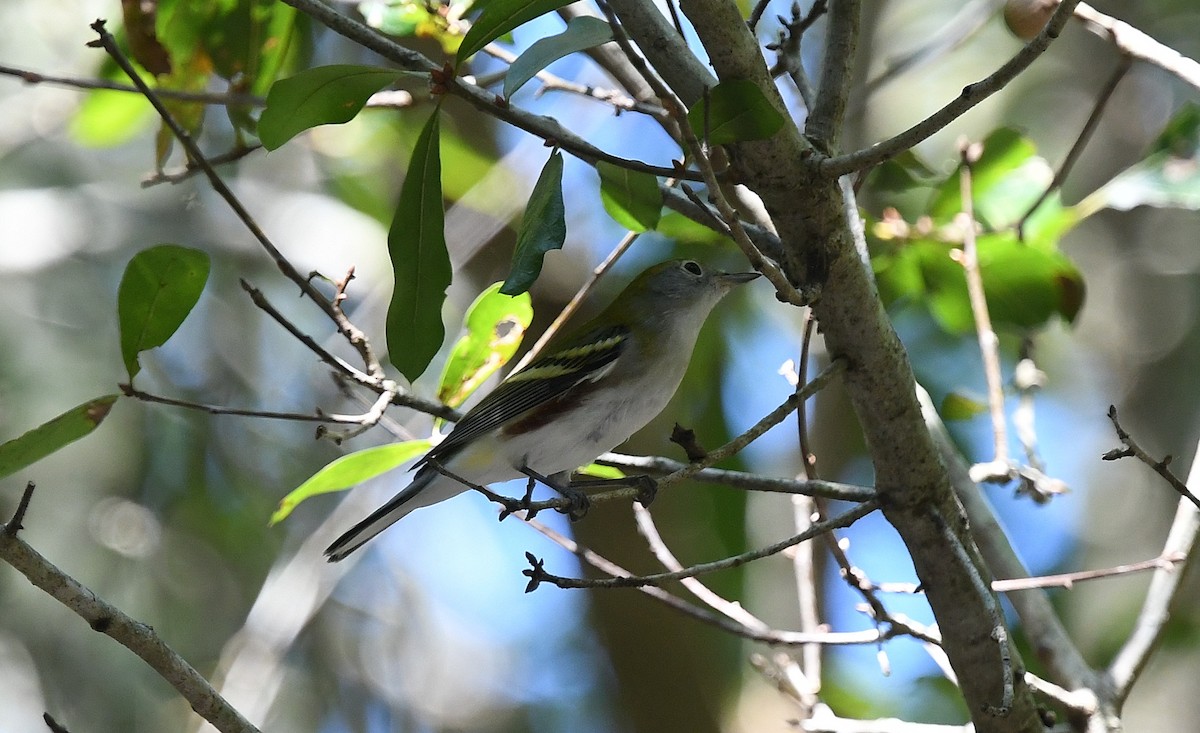 Chestnut-sided Warbler - ML179387121