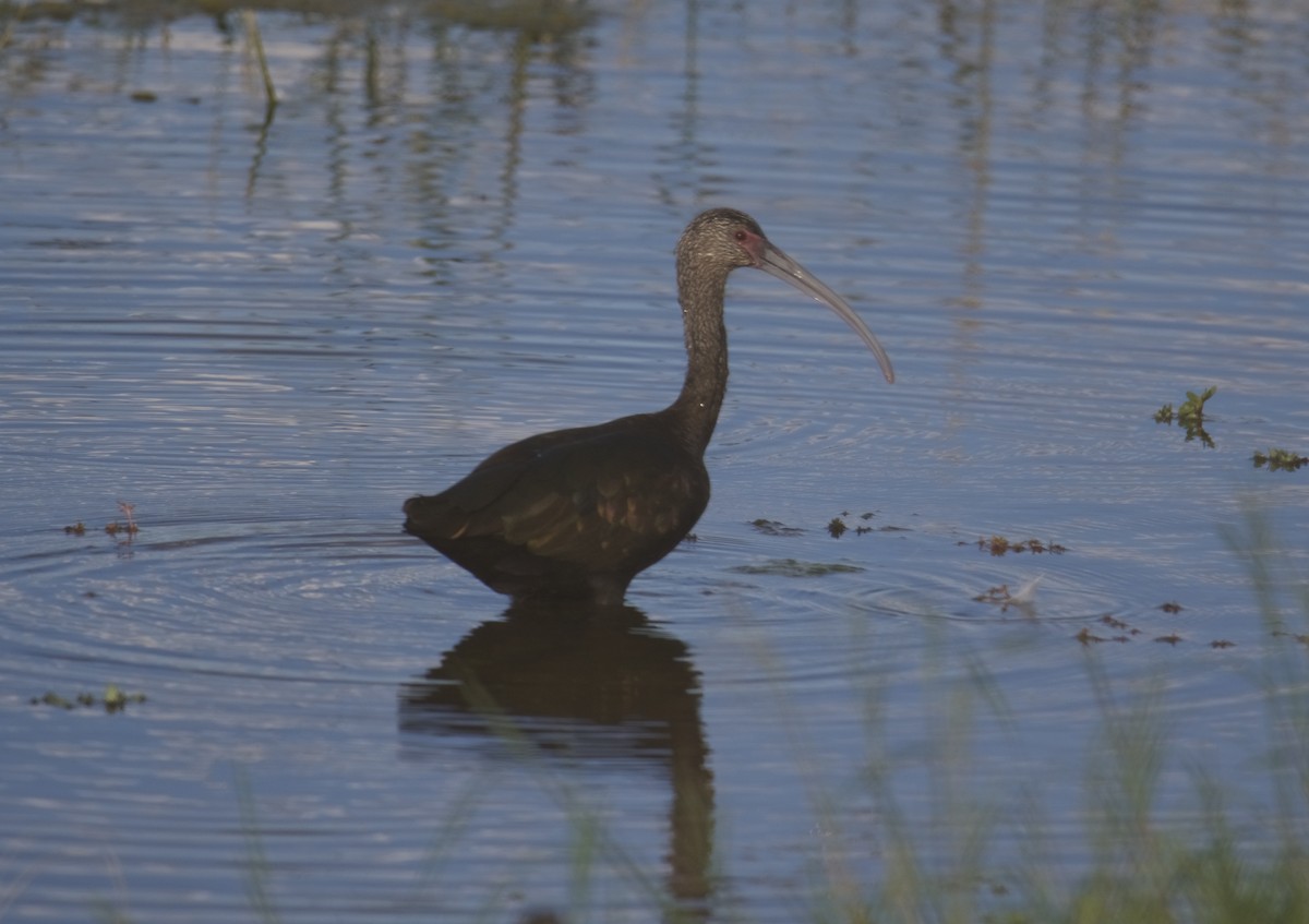 White-faced Ibis - ML179388931