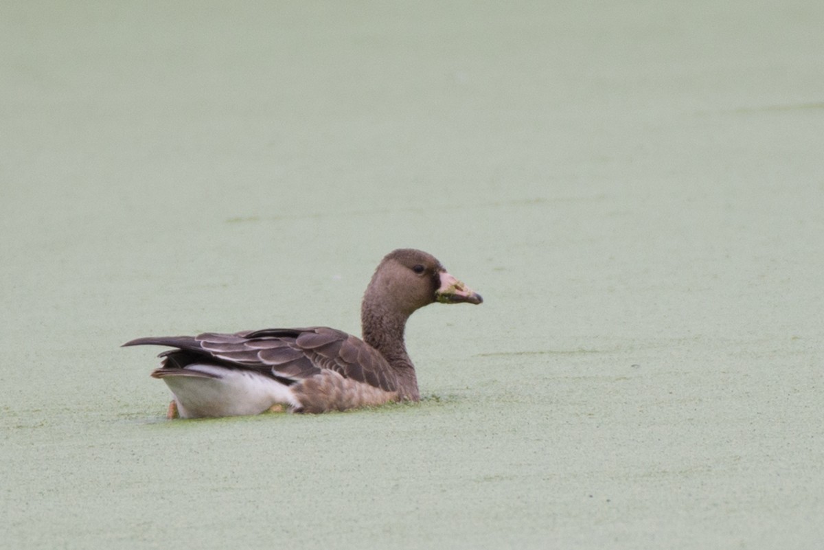 Greater White-fronted Goose - ML179391261