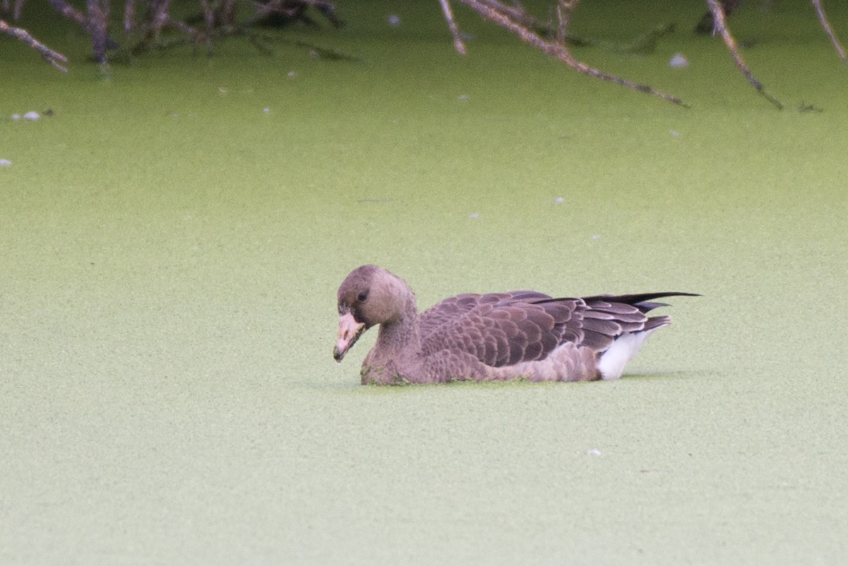 Greater White-fronted Goose - ML179391271