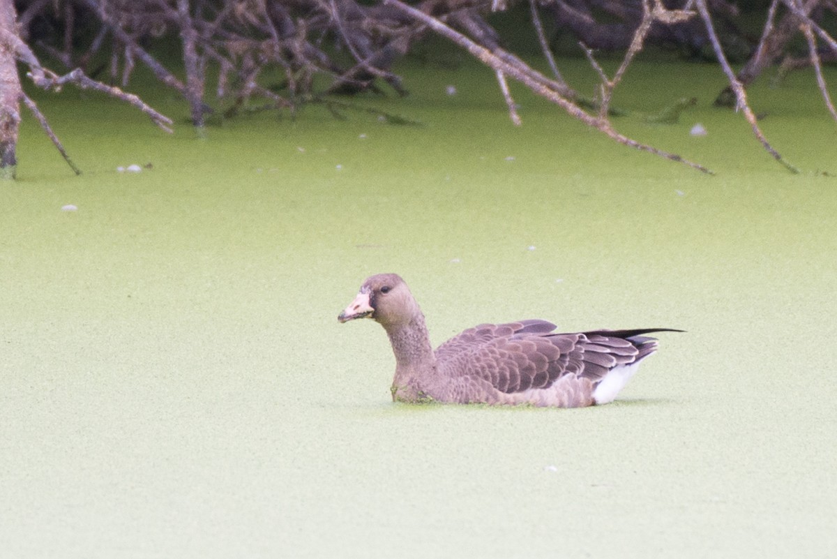 Greater White-fronted Goose - ML179391281