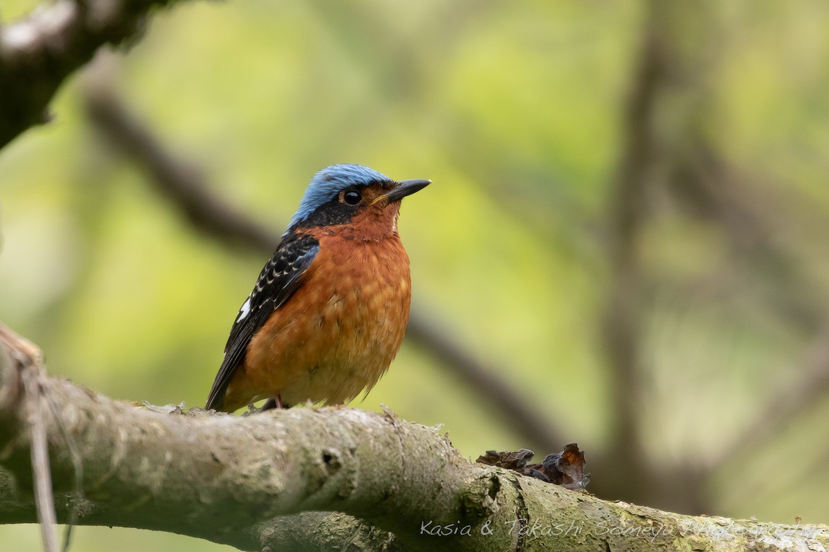 White-throated Rock-Thrush - ML179391581