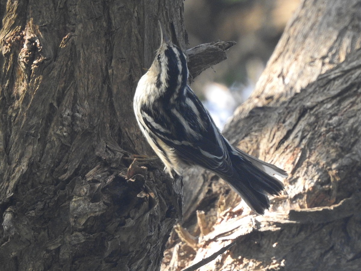 Black-and-white Warbler - ML179393531