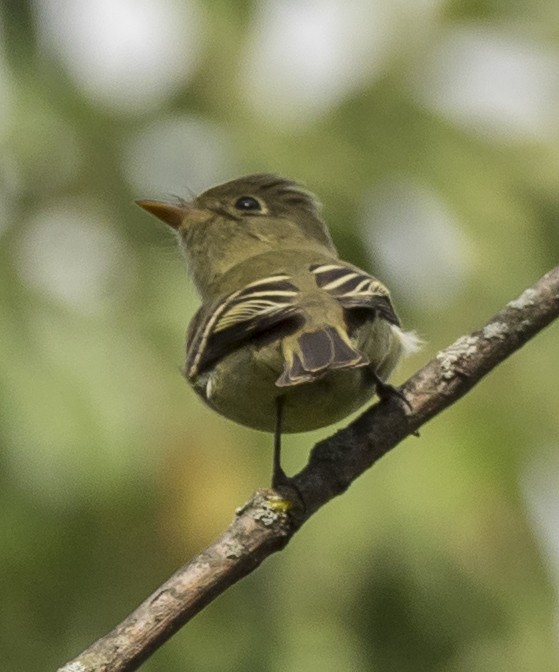 Yellow-bellied Flycatcher - ML179393661