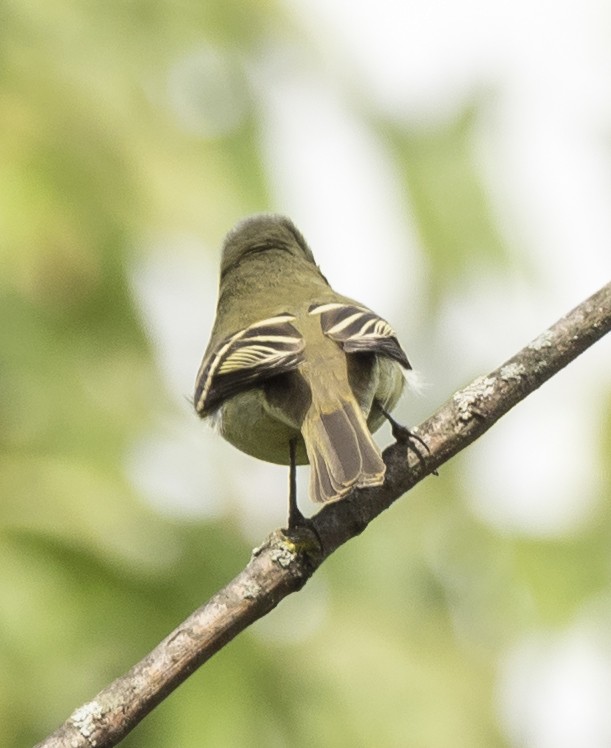 Yellow-bellied Flycatcher - ML179393711