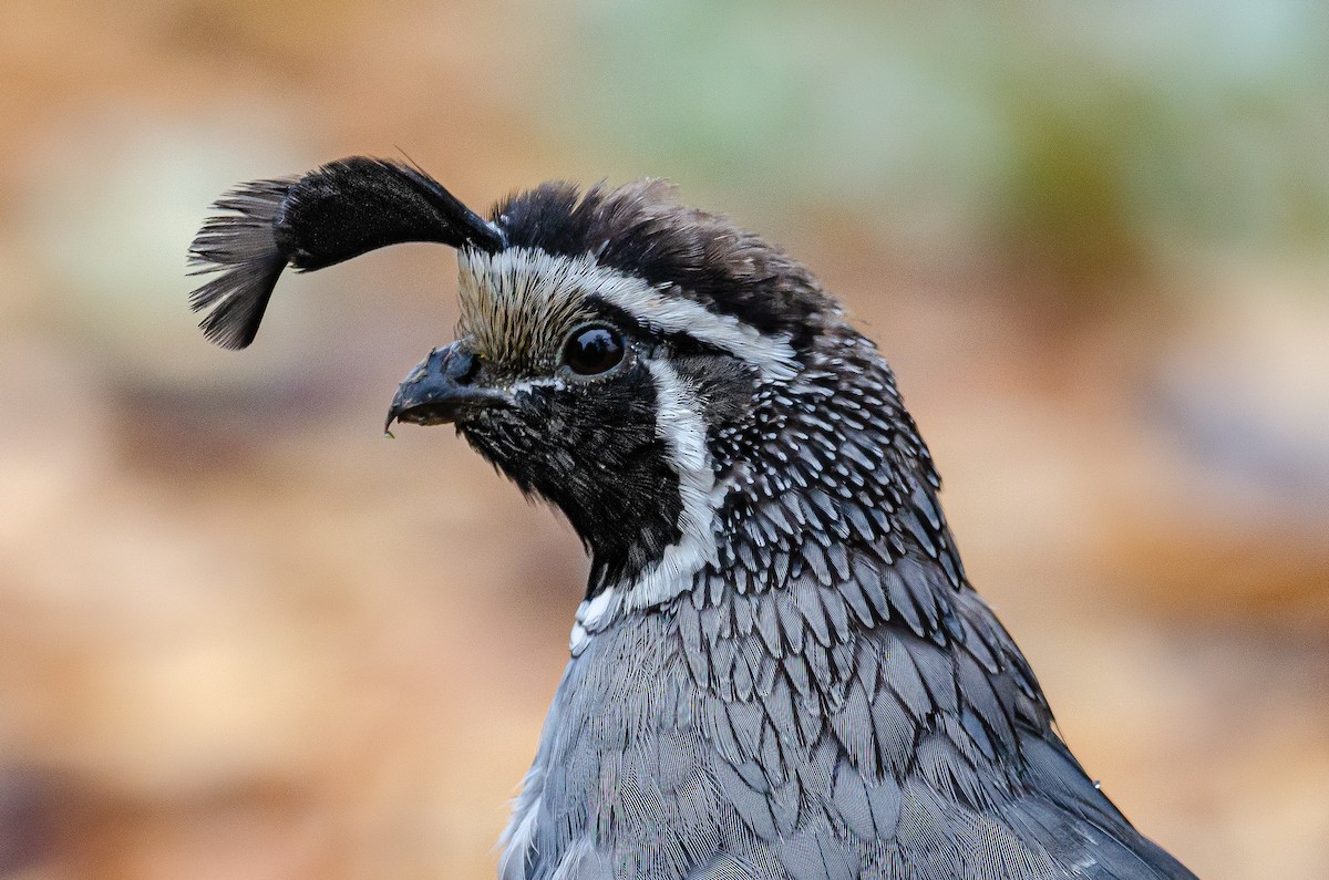 California Quail - Mason Maron