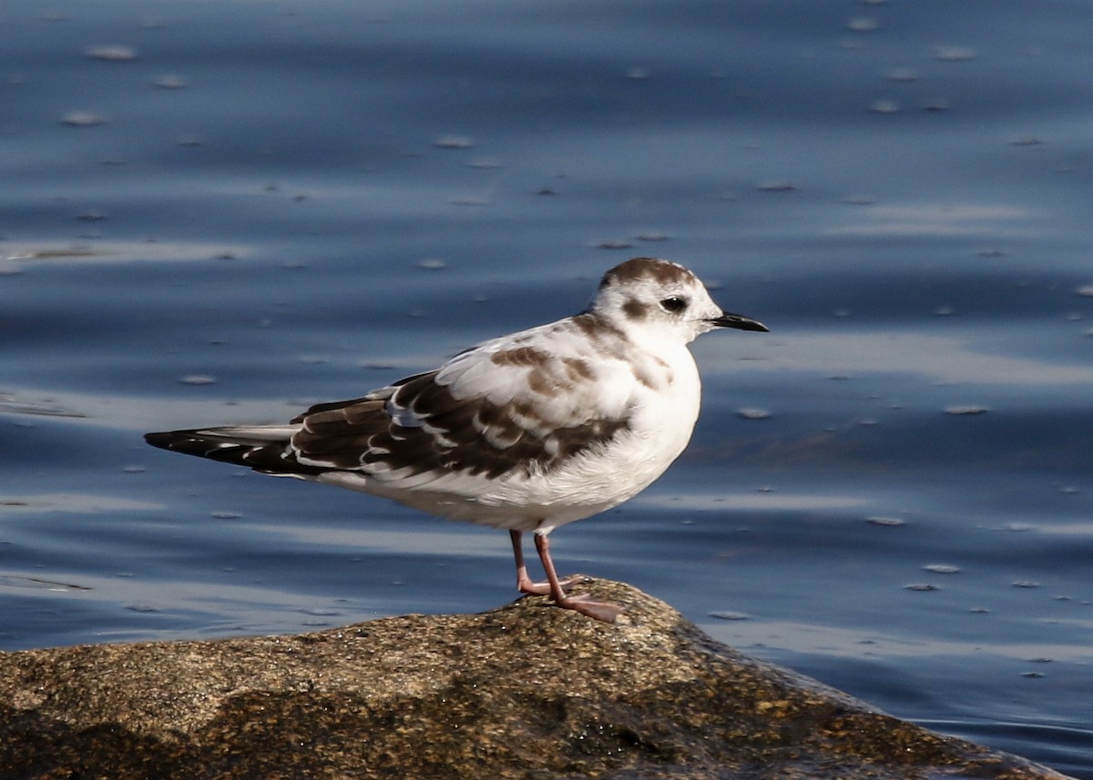 Gaviota Enana - ML179397561