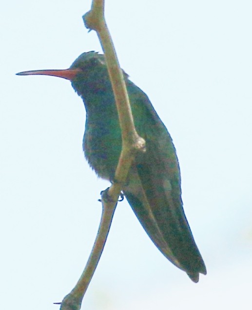 kolibřík širokozobý - ML179398331
