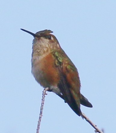 Rufous Hummingbird - ML179398341