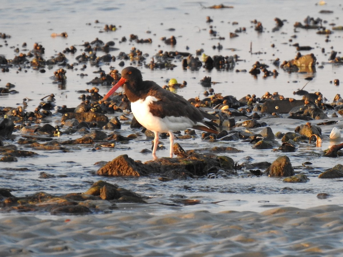 American Oystercatcher - ML179398451