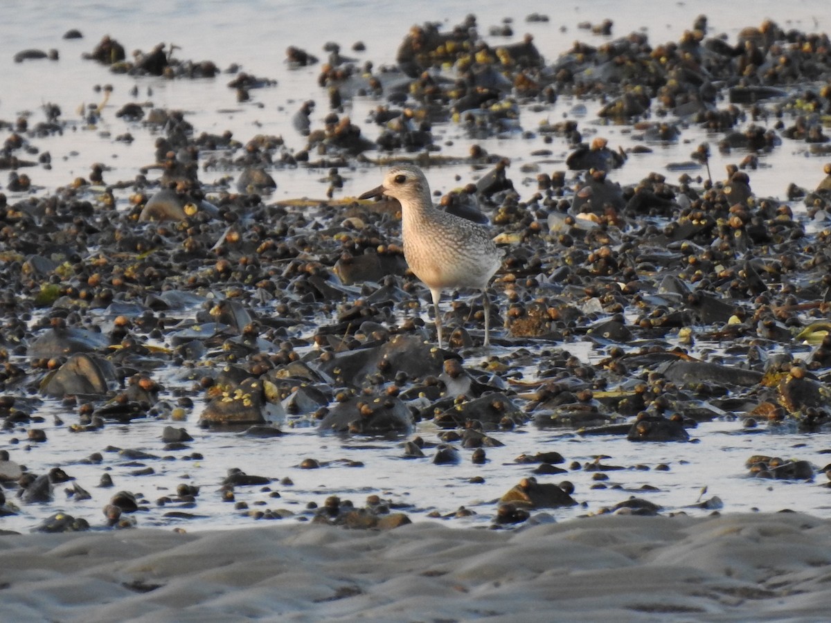 Black-bellied Plover - ML179398561