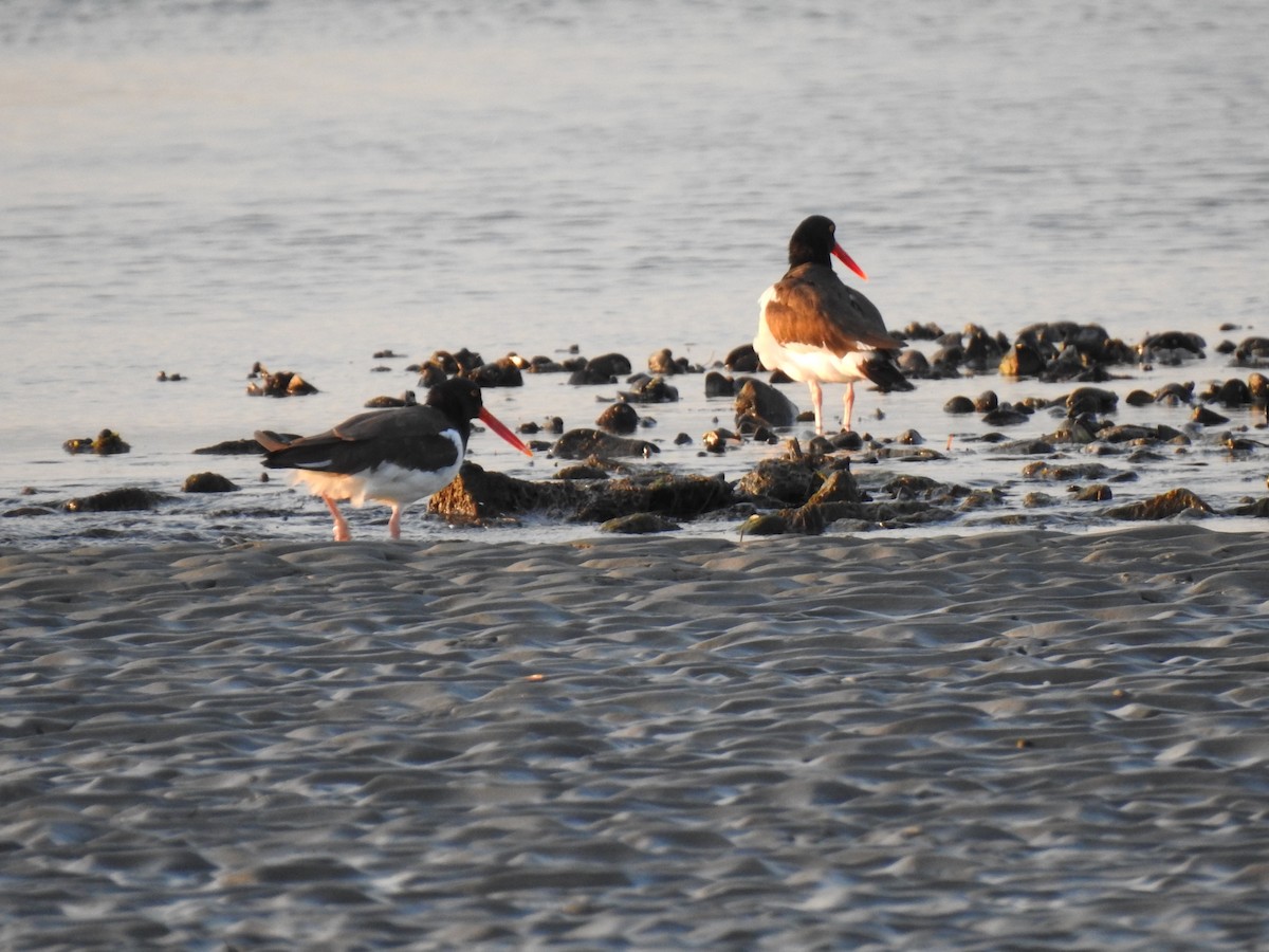 American Oystercatcher - ML179398571