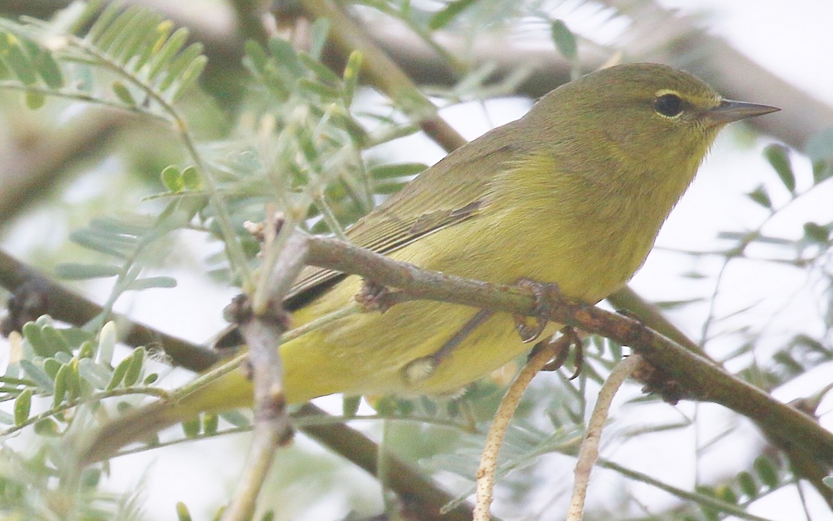 Orange-crowned Warbler - ML179398641