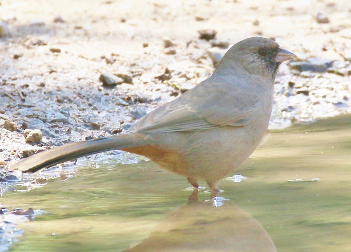 Abert's Towhee - ML179398671