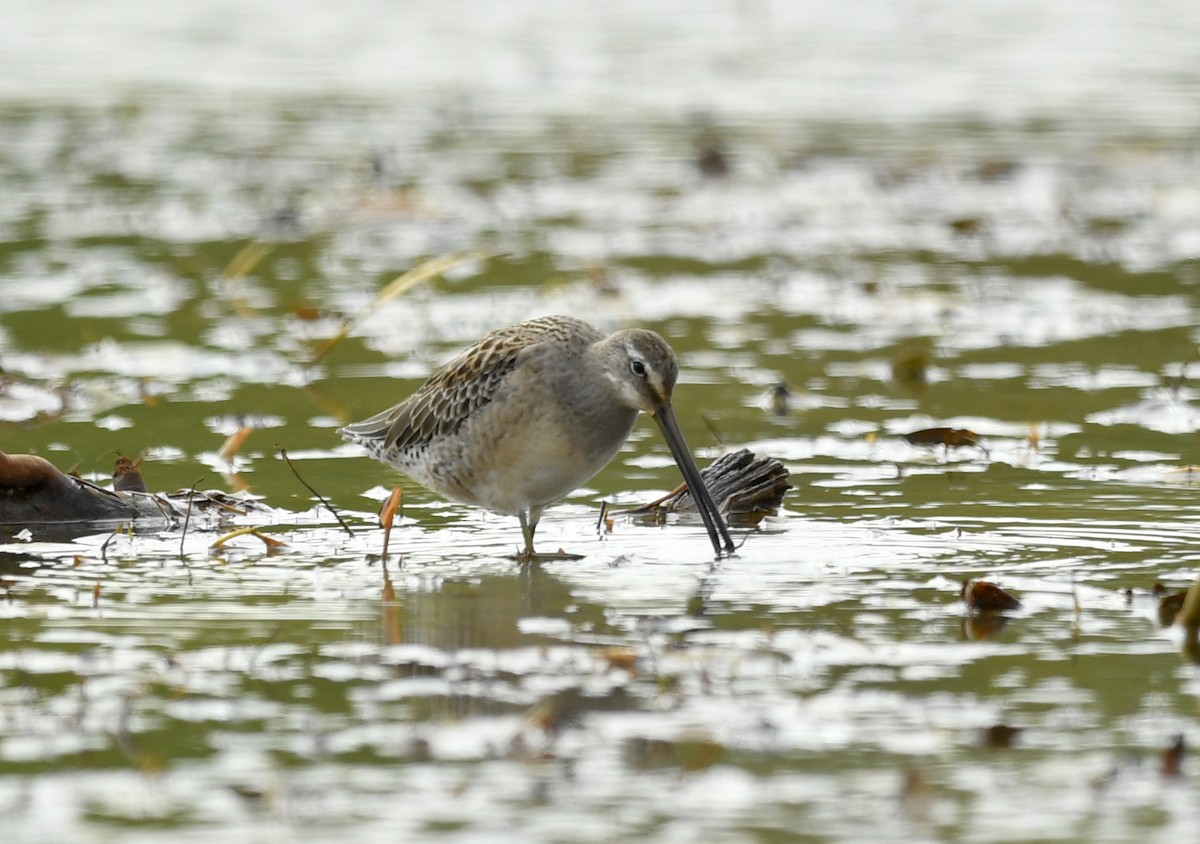 Long-billed Dowitcher - ML179398801