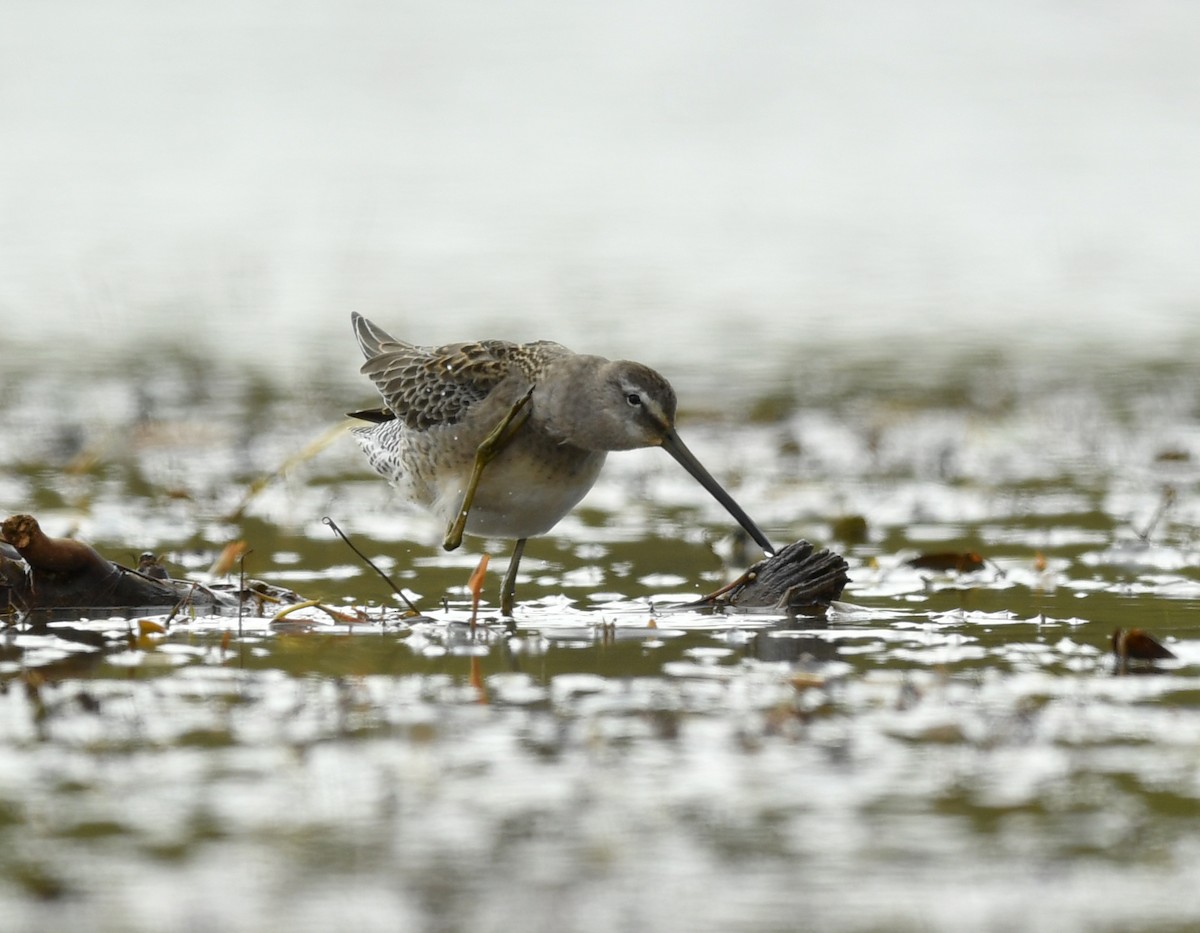Long-billed Dowitcher - ML179398811
