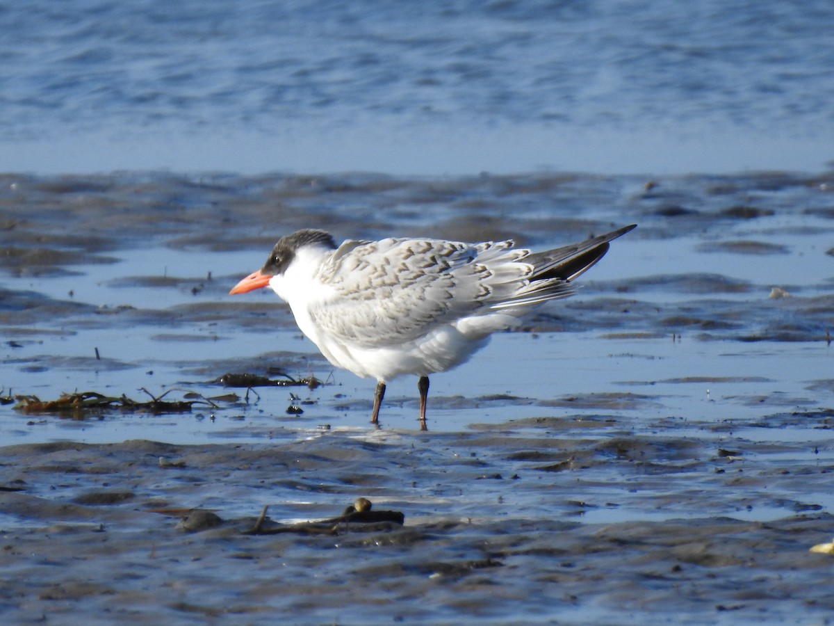 Caspian Tern - ML179398901