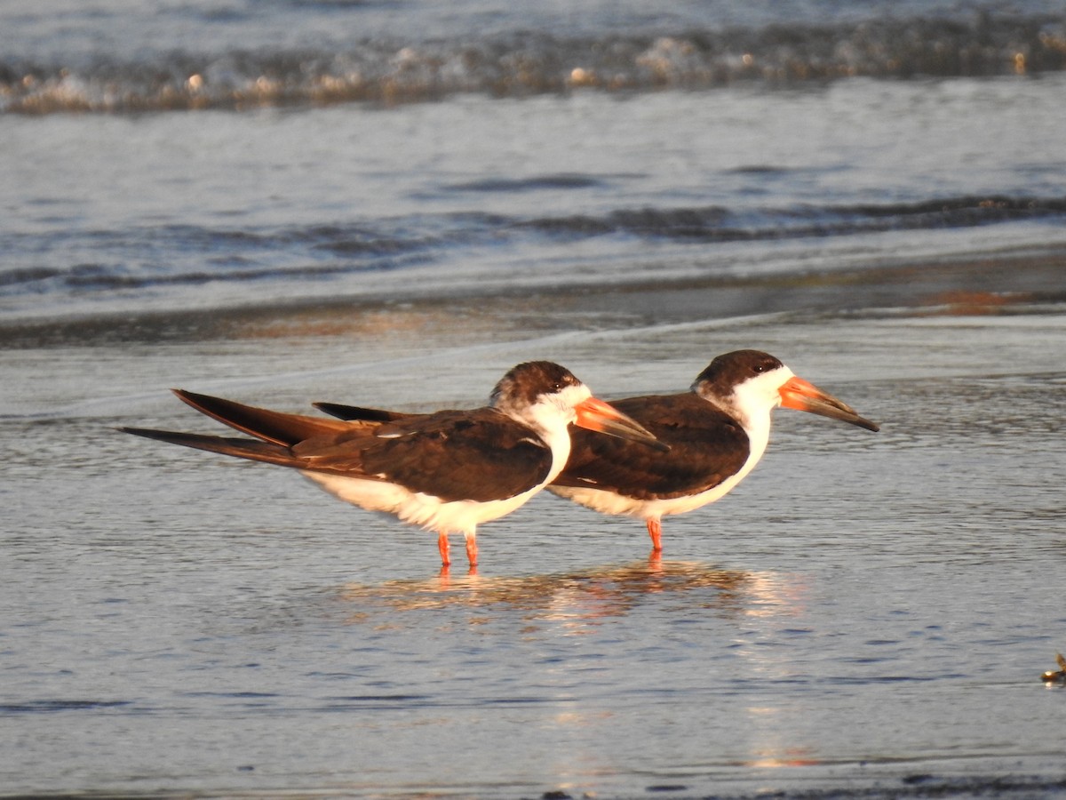 Black Skimmer - ML179399341