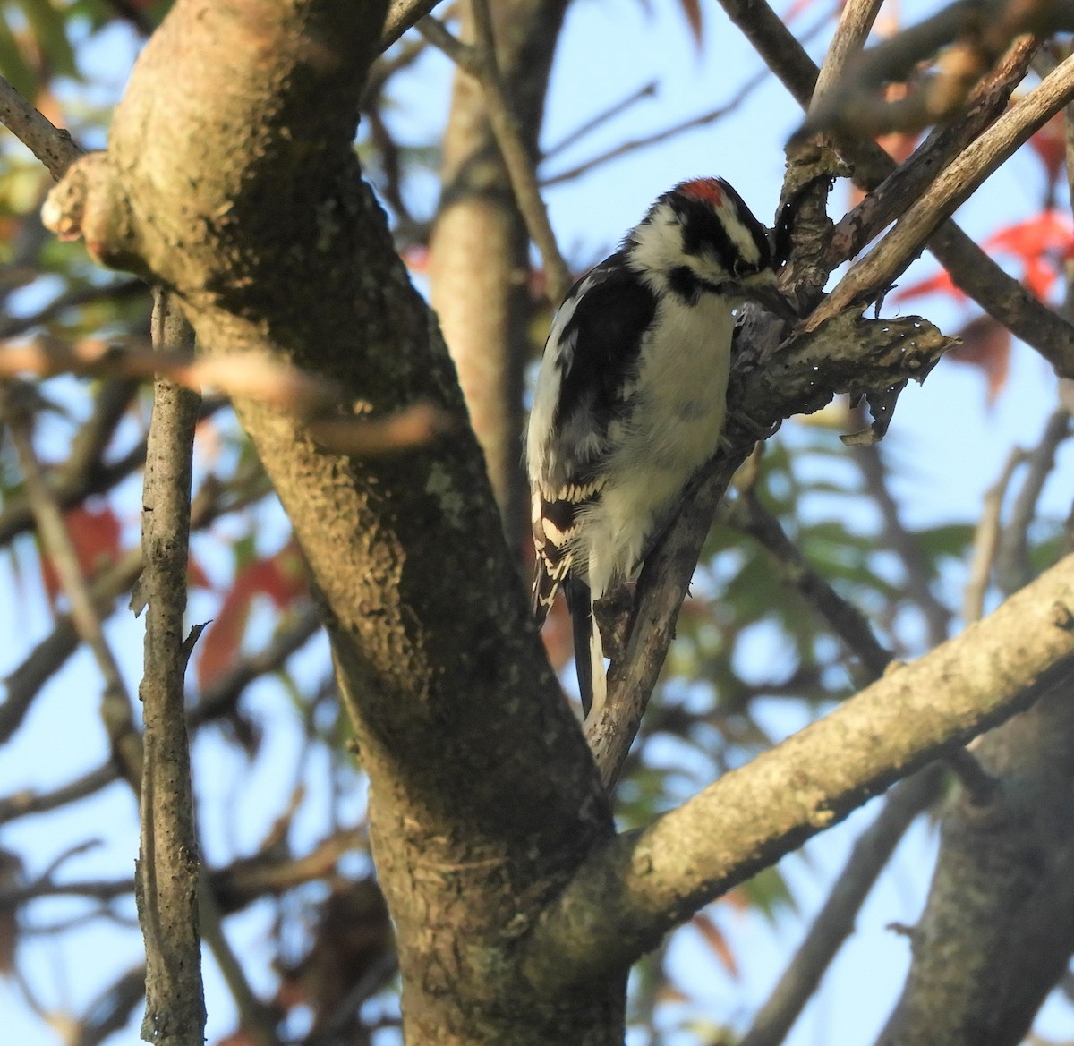 Downy Woodpecker - Laura Markley
