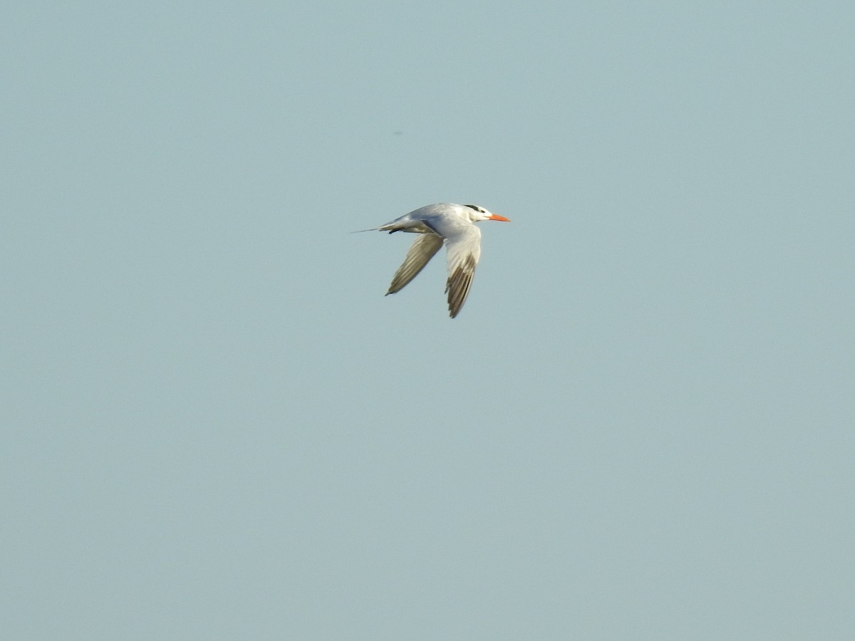 Royal Tern - ML179399811