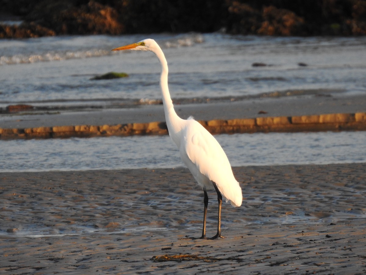 Great Egret - ML179399831