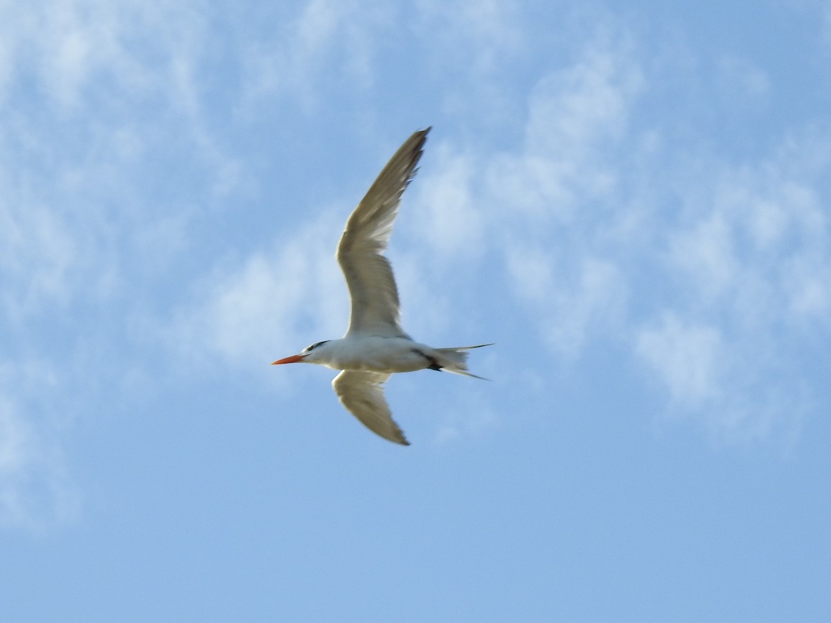 Royal Tern - ML179399851