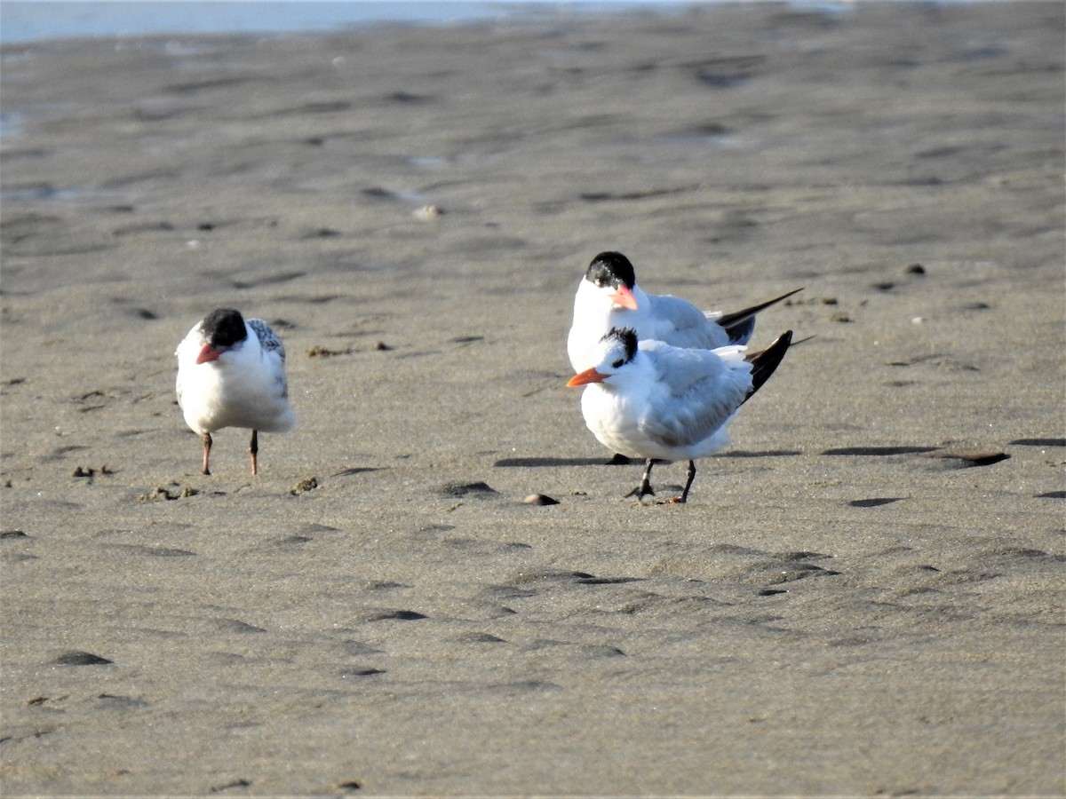 Royal Tern - Glenn Hodgkins