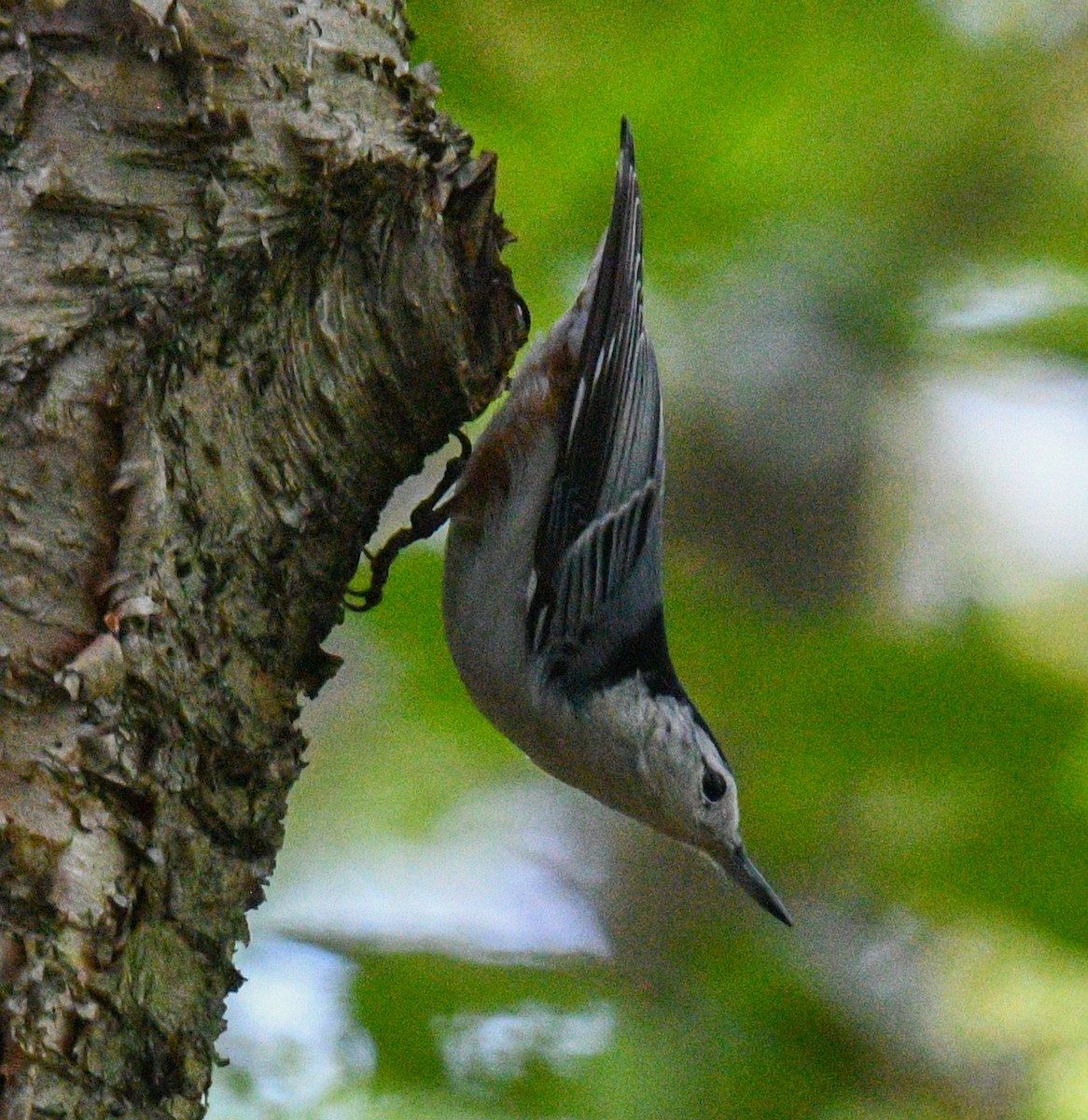 White-breasted Nuthatch - ML179402591