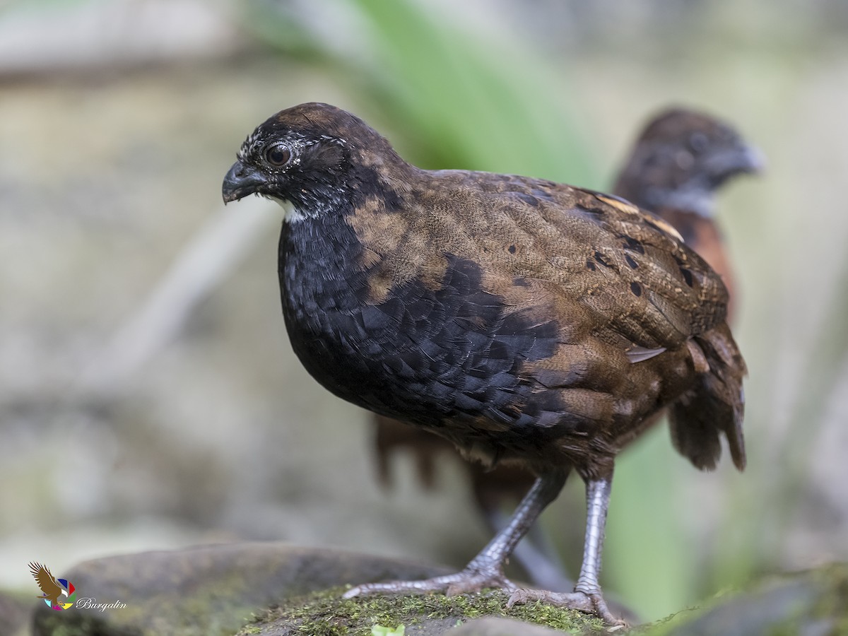 Black-breasted Wood-Quail - ML179403261