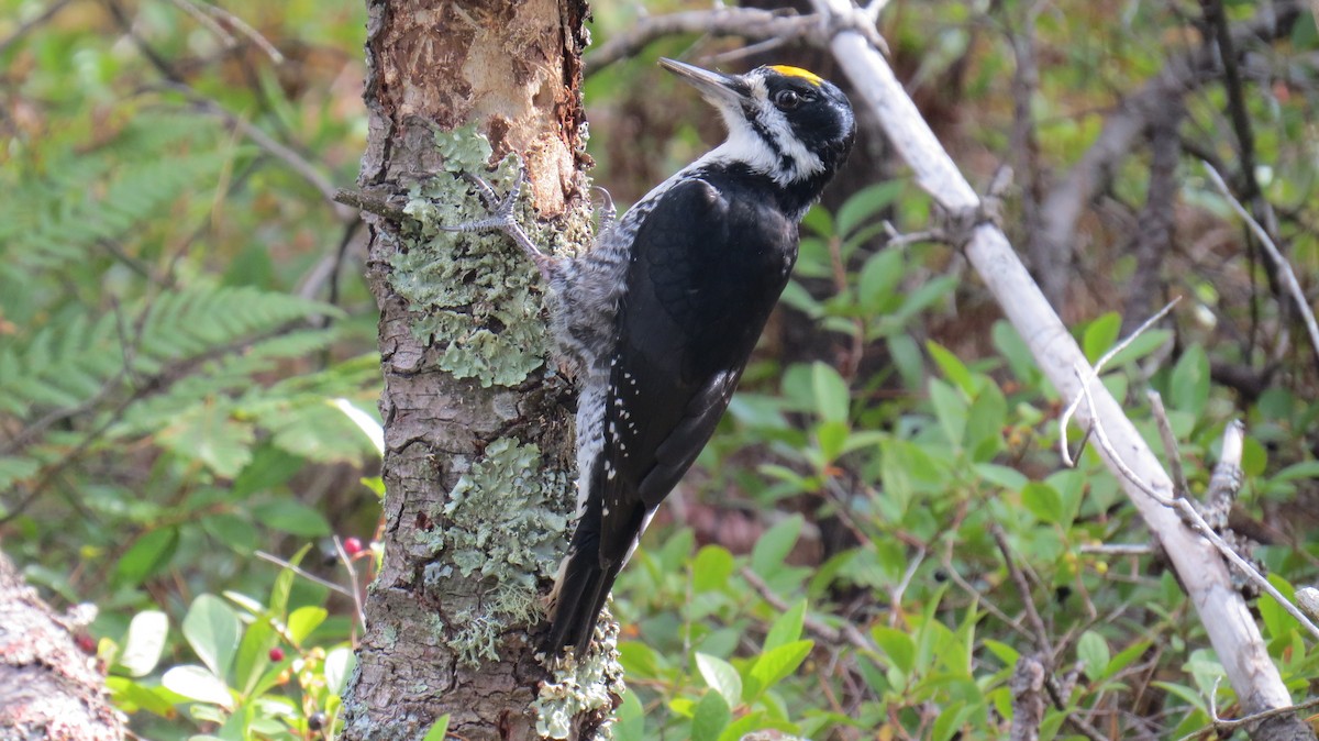 Black-backed Woodpecker - ML179403291