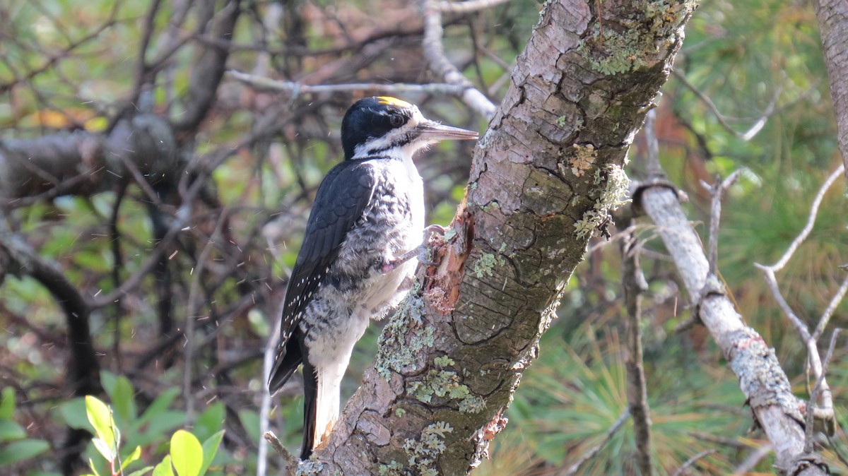 Black-backed Woodpecker - ML179403301