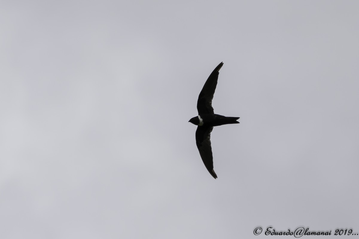 White-collared Swift - ML179404321