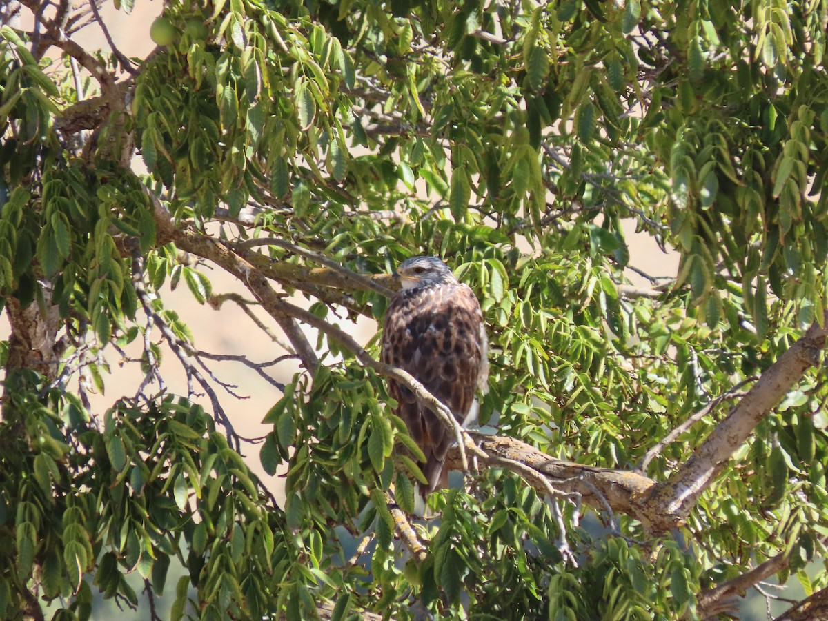 Ferruginous Hawk - ML179404941