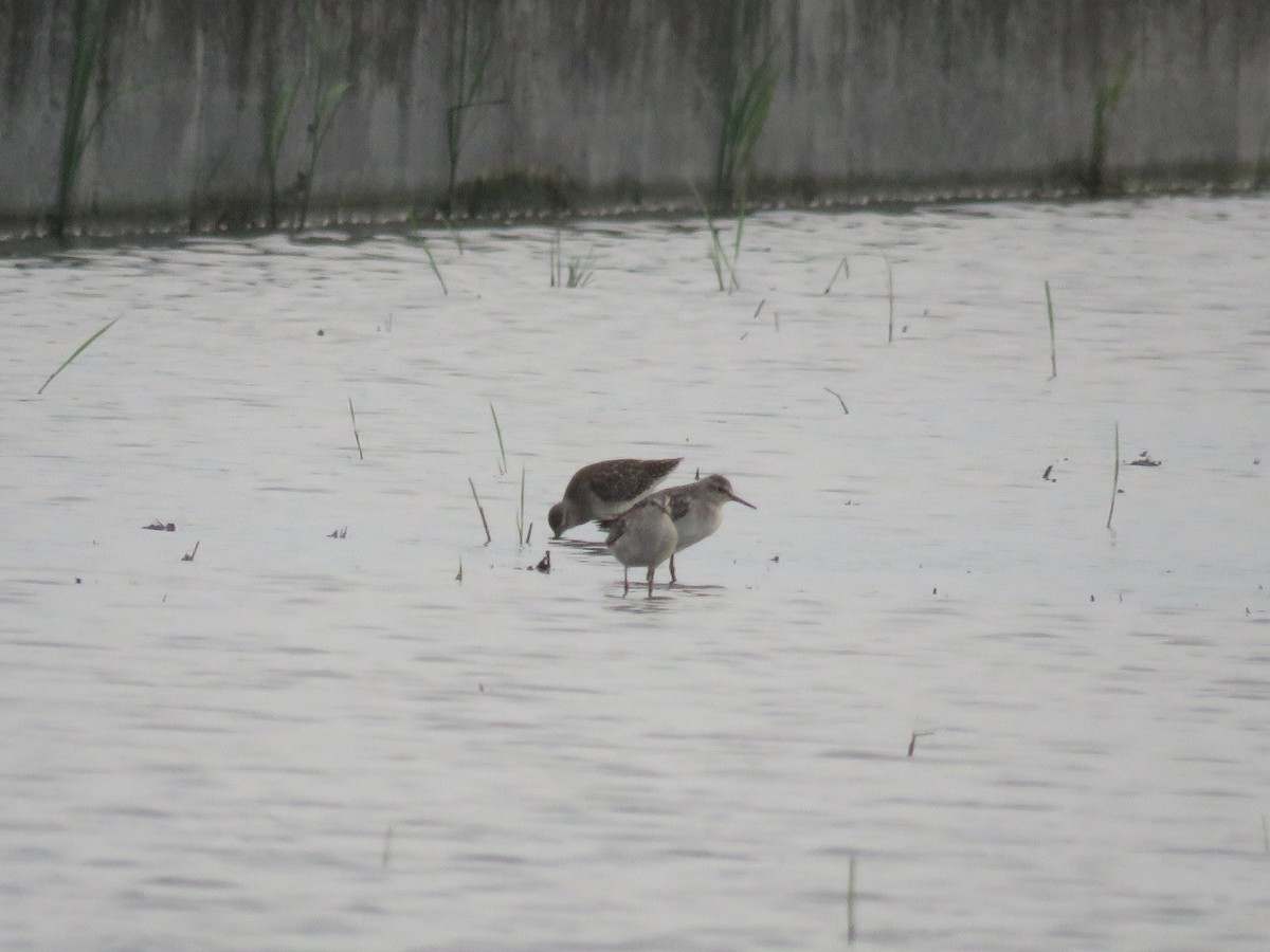 Wood Sandpiper - 俞君 周