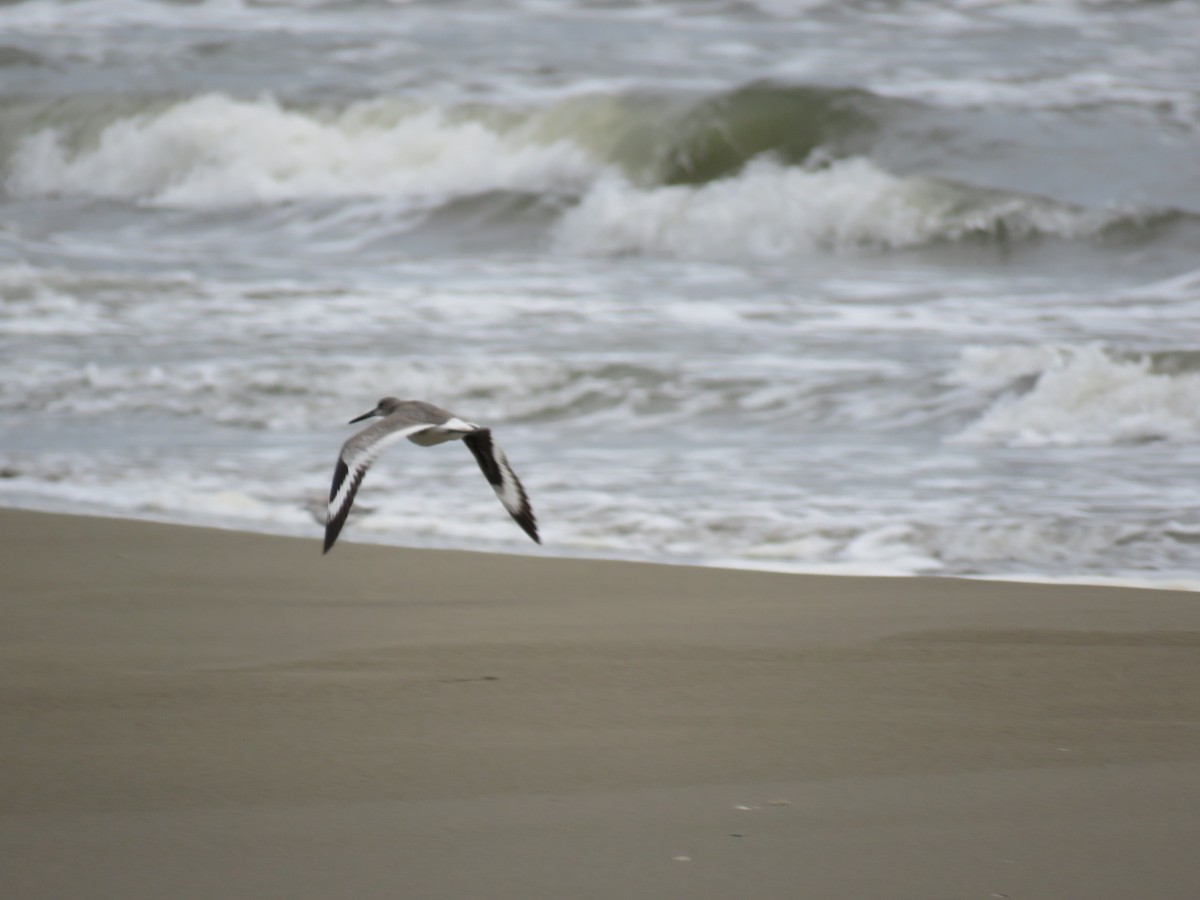 Willet - ML179406751