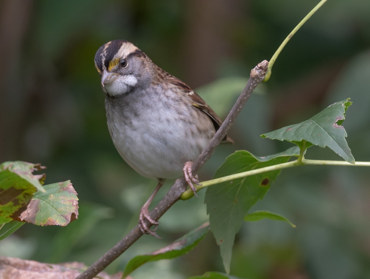 White-throated Sparrow - ML179408341