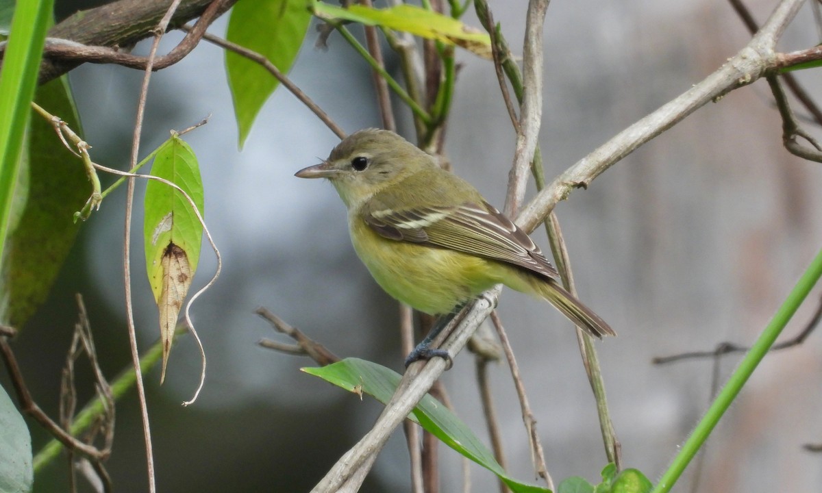 Bell's Vireo - ML179409341