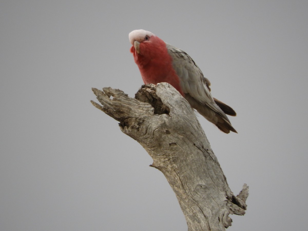 Galah - Ron Steicke