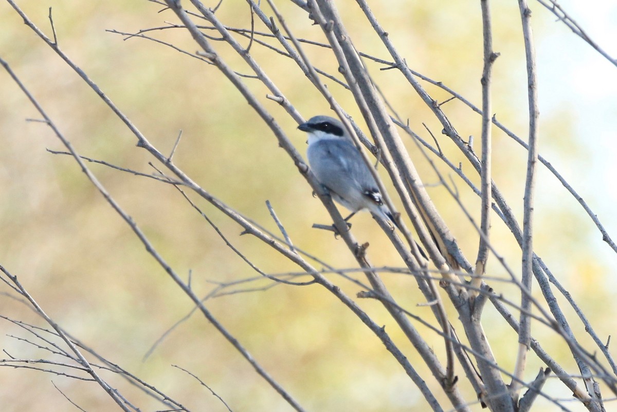 Loggerhead Shrike - ML179412381